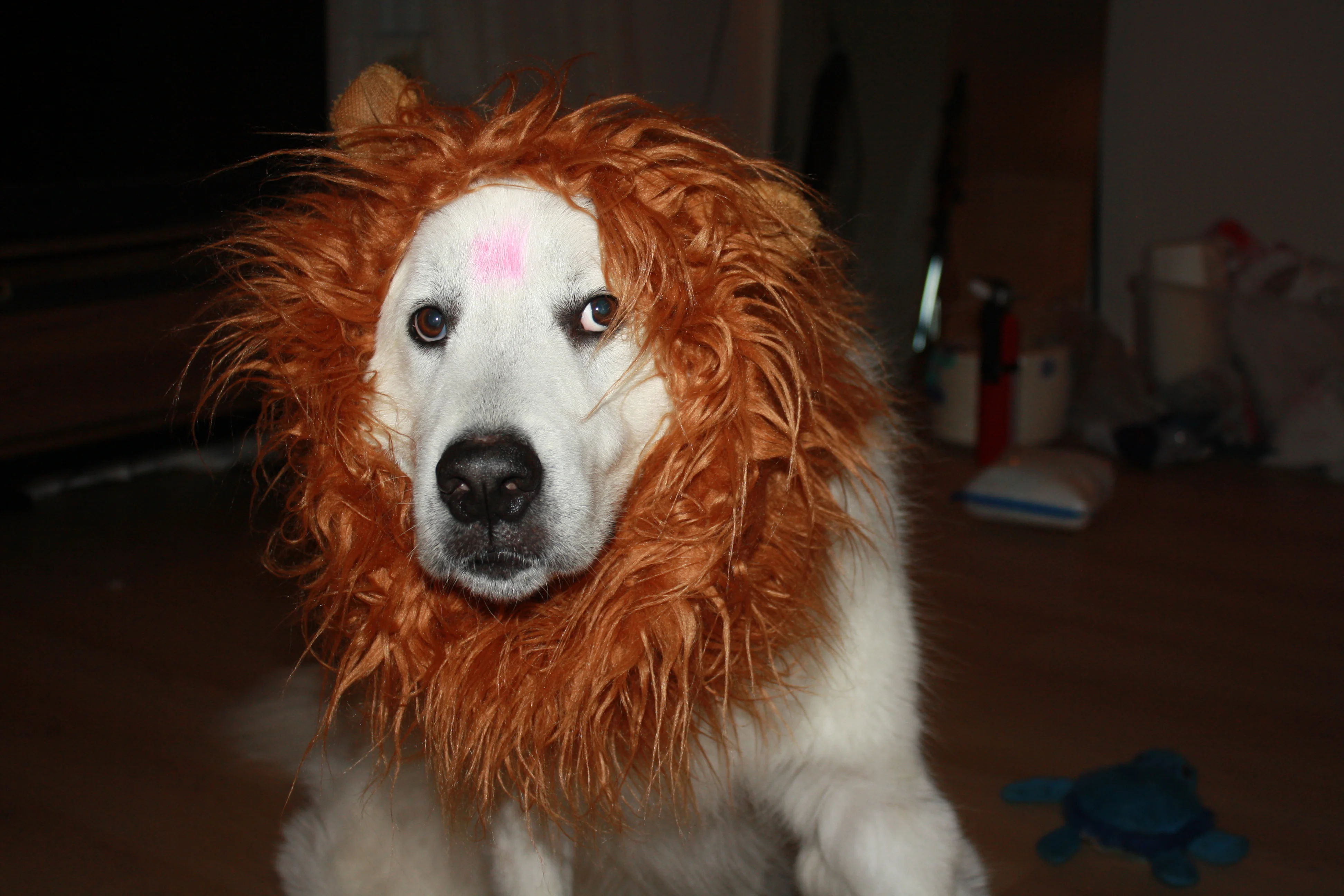 Zeus wearing a lion's mane as Simba